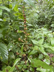 Rumex obtusifolius