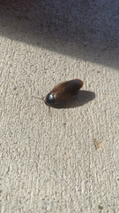 Pycnoscelus surinamensis