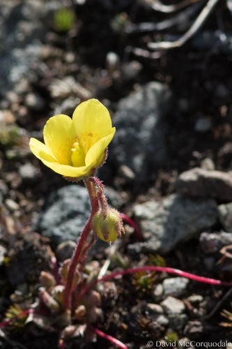 Saxifraga flagellaris ssp. setigera