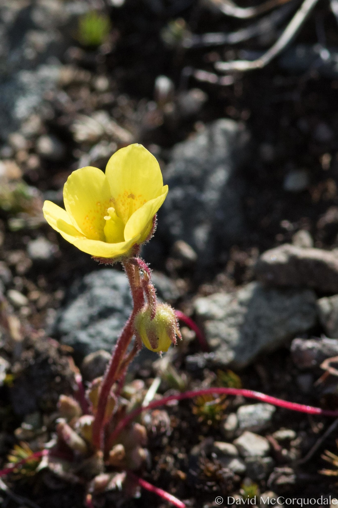 Saxifraga flagellaris ssp. setigera