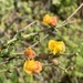 Hermannia scabra - Photo (c) Dave Richardson,  זכויות יוצרים חלקיות (CC BY), הועלה על ידי Dave Richardson