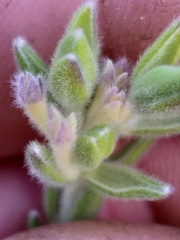 Gnidia nodiflora