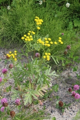 Tanacetum vulgare boreale