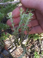 Gnidia nodiflora
