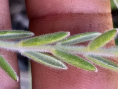 Gnidia nodiflora