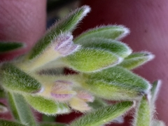 Gnidia nodiflora