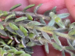 Gnidia nodiflora