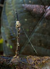 Cordieritidaceae