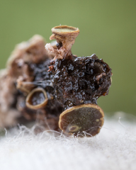 Cordieritidaceae