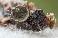 Cordieritidaceae