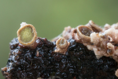 Cordieritidaceae