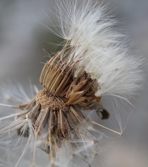 Taraxacum macilentum
