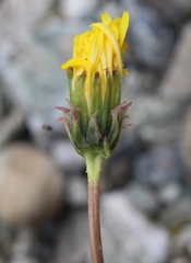 Taraxacum macilentum