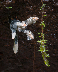 Xylaria schweinitzii