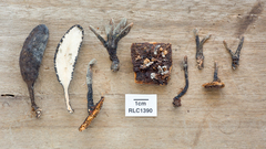 Xylaria schweinitzii