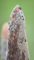 Xylaria schweinitzii