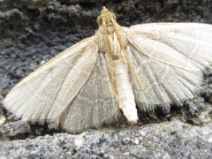 Hypsopygia glaucinalis