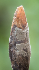 Xylaria schweinitzii