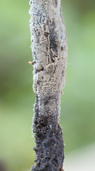 Xylaria schweinitzii