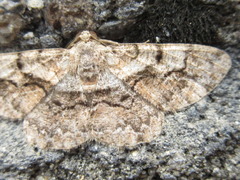 Satoblephara parvularia