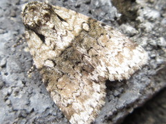 Cranionycta jankowskii