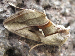 Macdunnoughia purissima