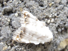 Nola cristatula
