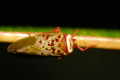 Copidocephala guttata