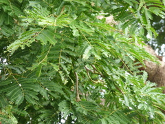 Parkia biglobosa