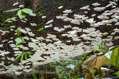 Rigidoporus
