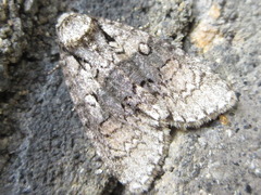 Cranionycta jankowskii