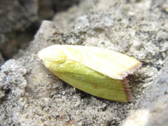 Earias pudicana