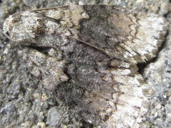 Cranionycta jankowskii