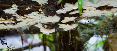 Rigidoporus