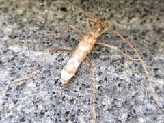 Leptoxenus ibidiiformis