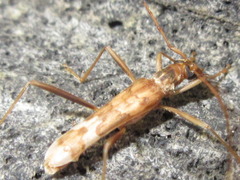 Leptoxenus ibidiiformis