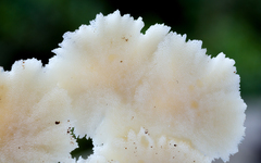 Rigidoporus