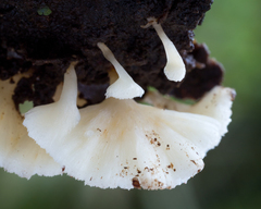 Rigidoporus