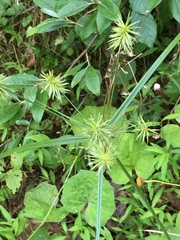 Cyperus lancastriensis