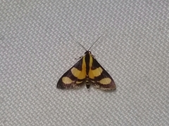 Syngamia
