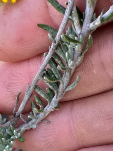 Image of Helichrysum anomalum by (c) kevin koen, some rights reserved (CC BY-SA)