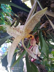 Stanhopea oculata