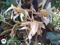 Stanhopea oculata