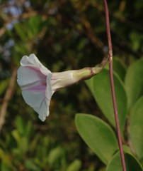 Ipomoea
