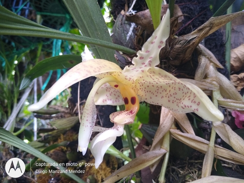 Stanhopea oculata (Lodd.) Lindl.