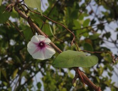Ipomoea