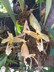 Stanhopea oculata