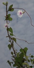 Ipomoea