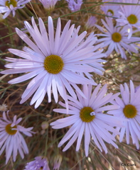Erigeron utahensis