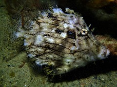 Chaetodermis penicilligerus